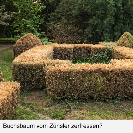 Buchsbaum, vom Buchsbaumzünsler kahlgefressen