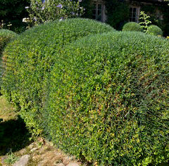 Gartenhelfer