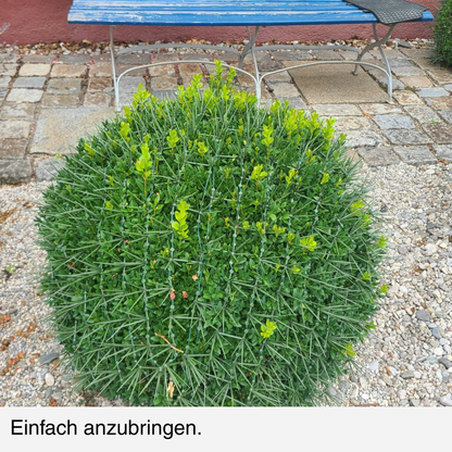 BUXIT®  Schutznetz Buchsbaum