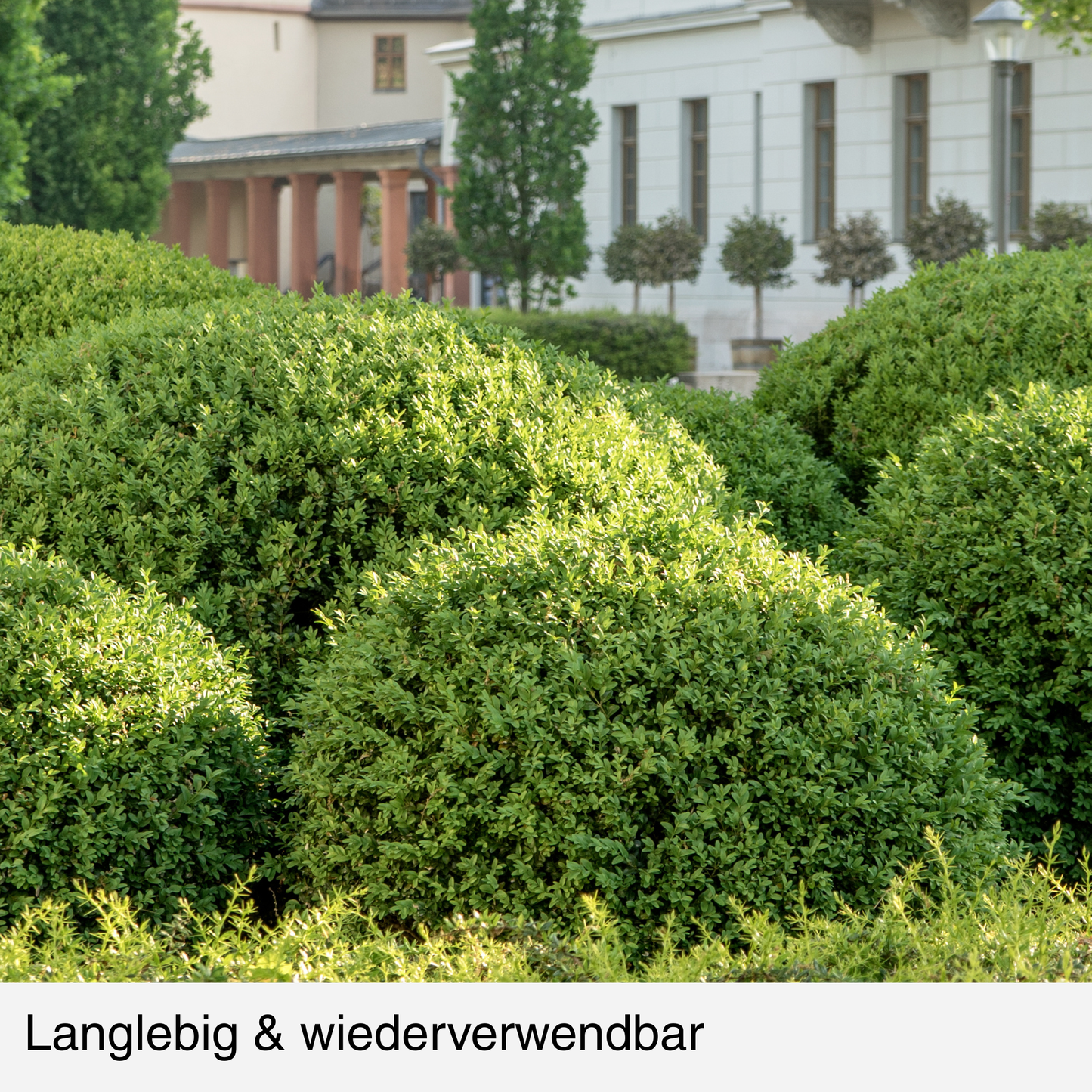 BUXIT®  Schutznetz Buchsbaum