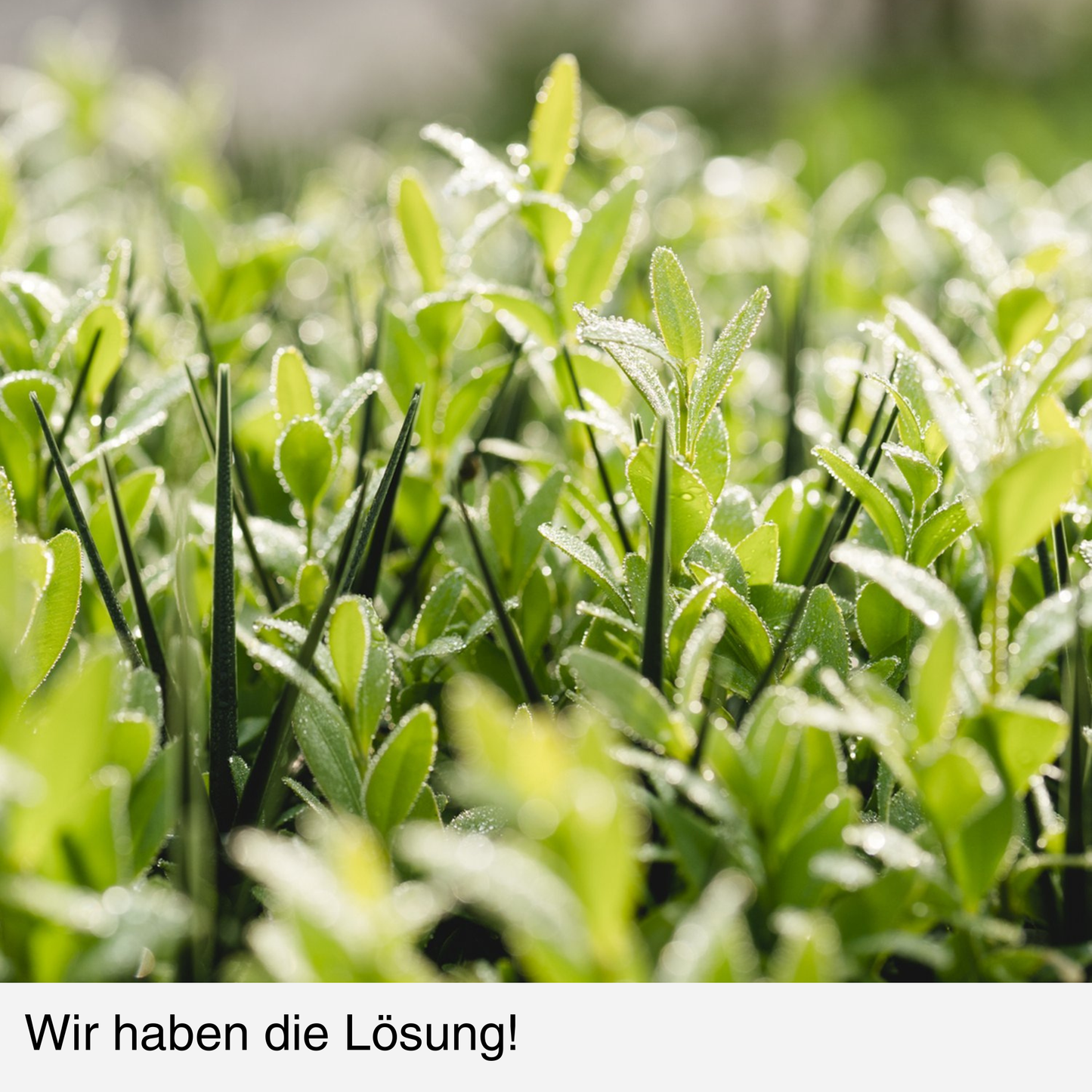 BUXIT®  Schutznetz Buchsbaum