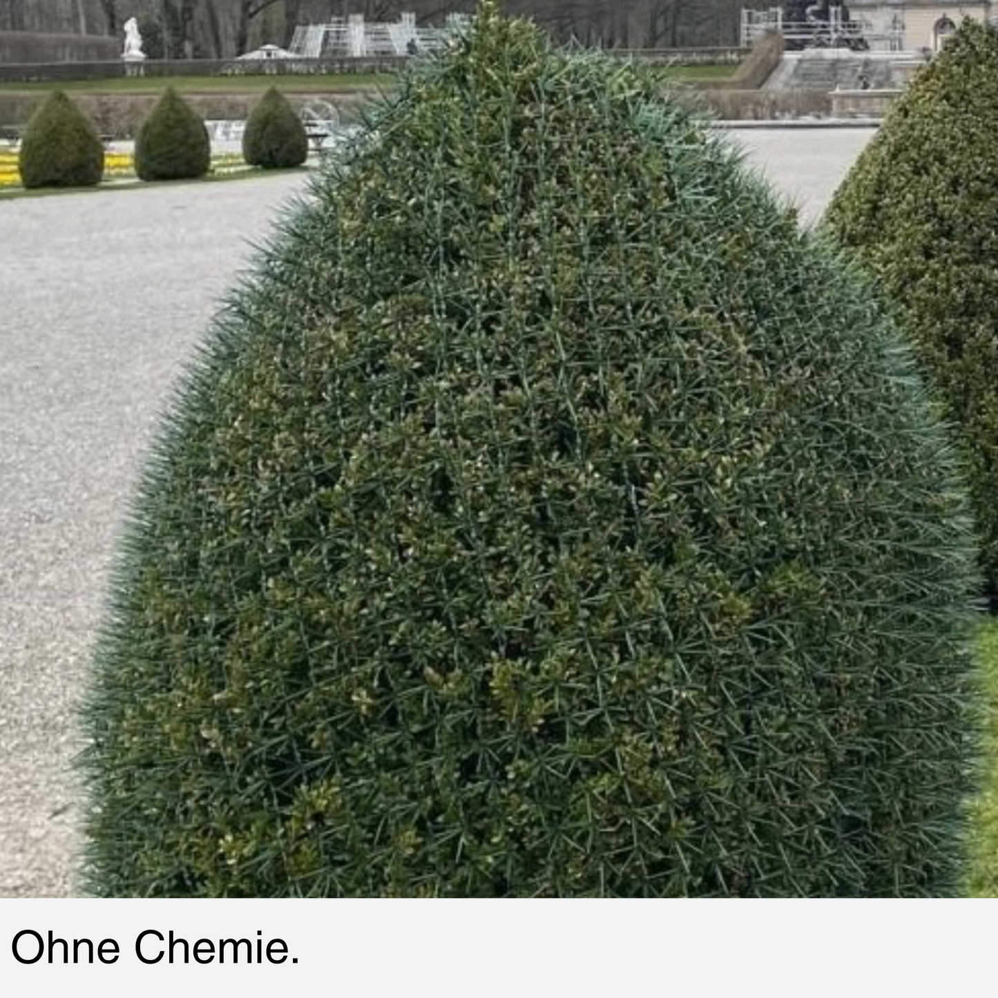 BUXIT®  Schutznetz Buchsbaum