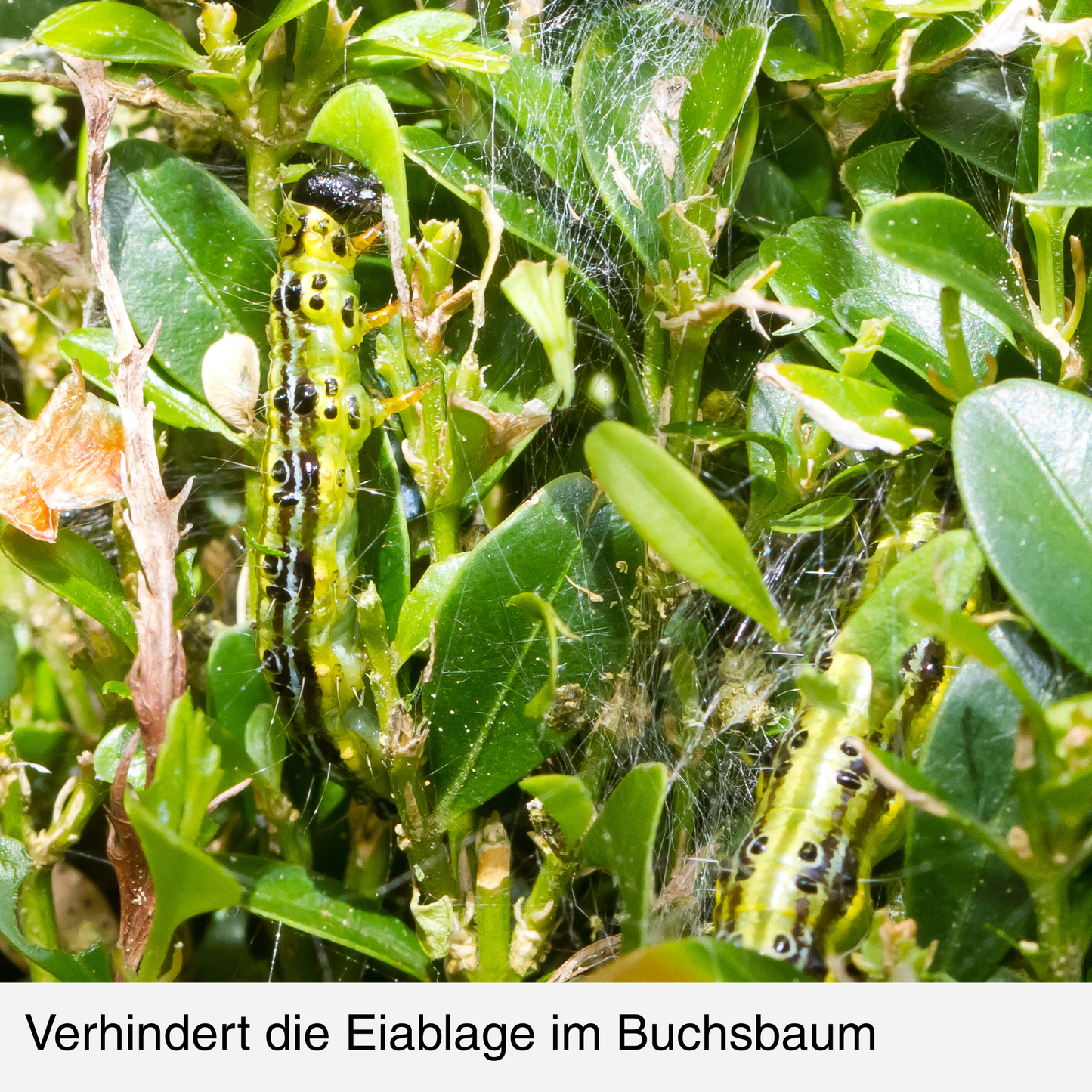 BUXIT®  Schutznetz Buchsbaum