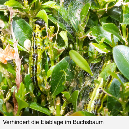 BUXIT®  Schutznetz Buchsbaum