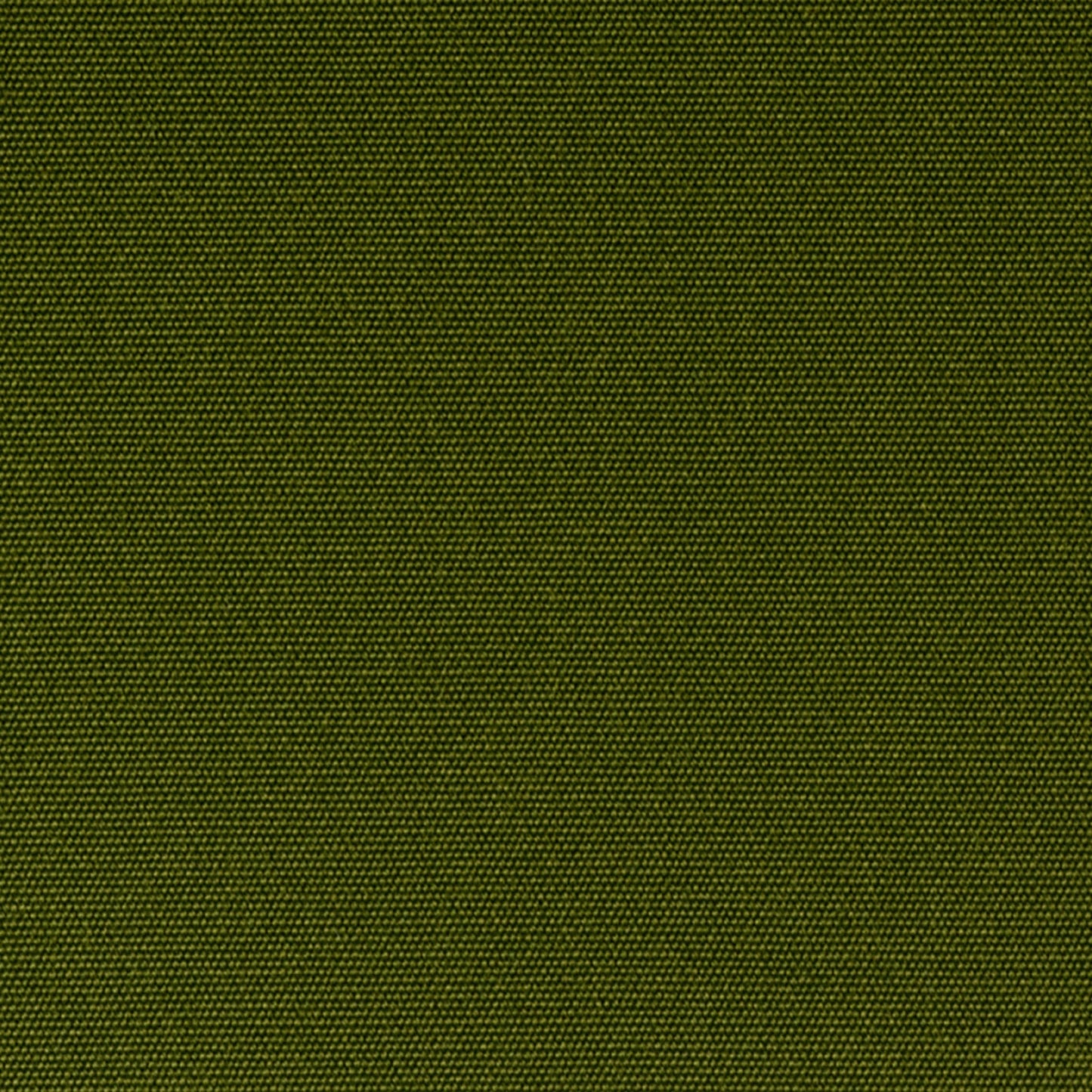 Olive Nr. 50